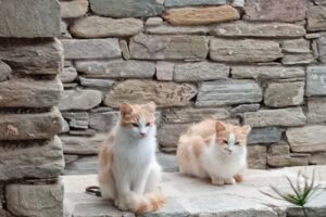 ChatGPT Write a Hilarious story about two cats gossiping about the strange dog!